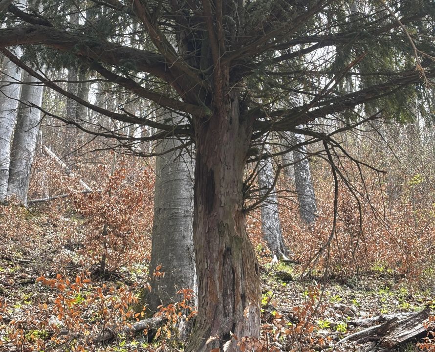 Tis obyčajný v Manínskej tiesňave